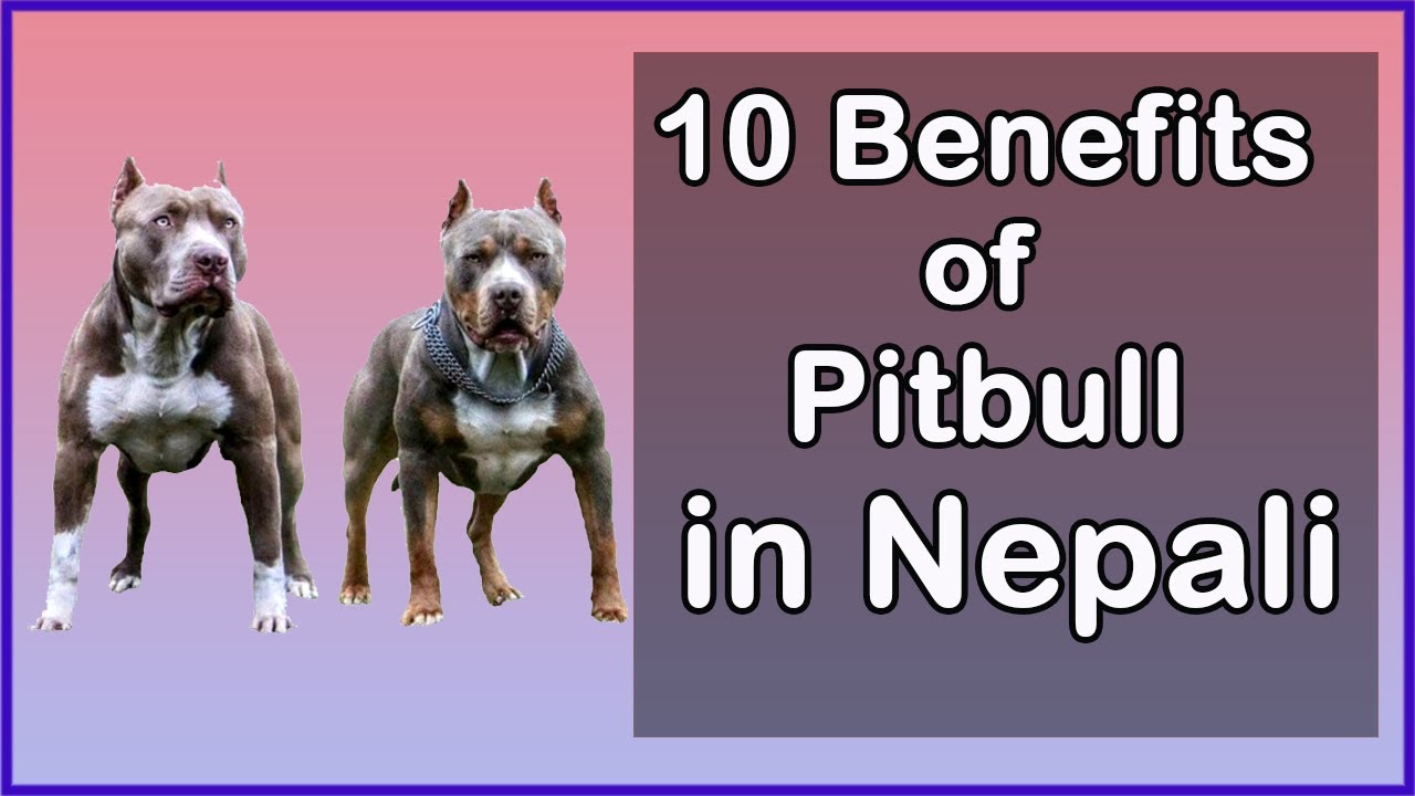 10 benefits of pitbull dogs in Nepali Pitbull breedका केहि फाईदाहरु
