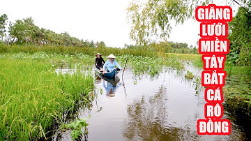 Mợ Cháu Ra Đồng Giăng Lưới Bắt Cá Rô Đồng Cho Buổi Cơm Chiều Miền Tây | Nga Miền Tây