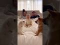 【爆笑】初の本気吠え！マルチーズ×柴犬の喧嘩に完全にフリーズする赤ちゃん😳👶🐶 [LOL] This Baby Was NOT Ready for a REAL Bark Fight