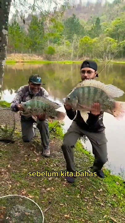 nila terbesar di dunia😱😱