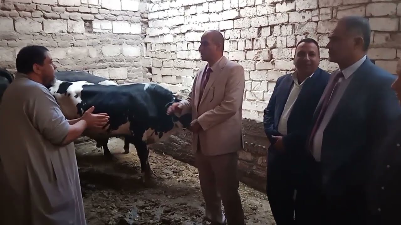 شيخ المربيين بسمالوط تجربه دورة تسمين وصلت لوزن 480كجم في 9 شهور