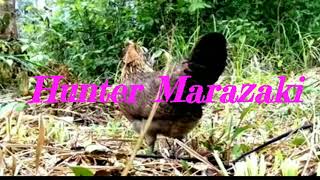 Suara Ayam Hutan Betina Di Alam Liar 100% Ampuh