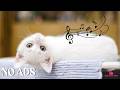 Calming Cat Music for Deep Sleep: Relaxing Melodies to Soothe Your Anxious Feline Friend
