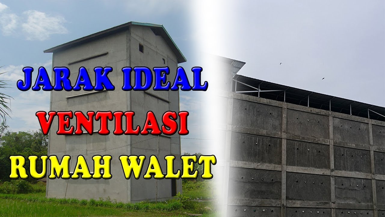 JARAK IDEAL VENTILASI RUMAH BURUNG WALET YouTube