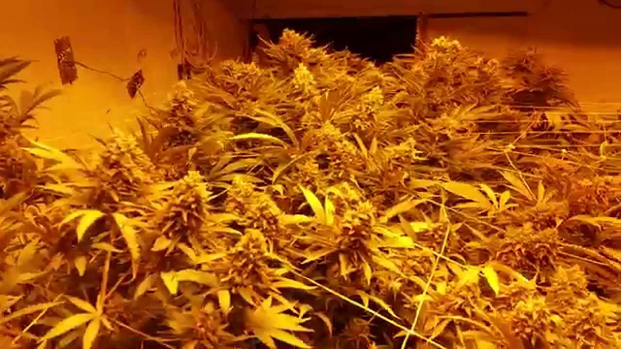 THE GARDEN OF WEEDEN!!!!!!!!! (INDOOR WALKTHROUGH)