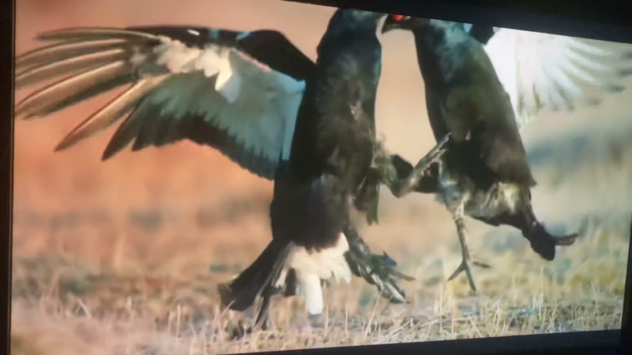 Animal Fight night Turkeys fighting! YouTube