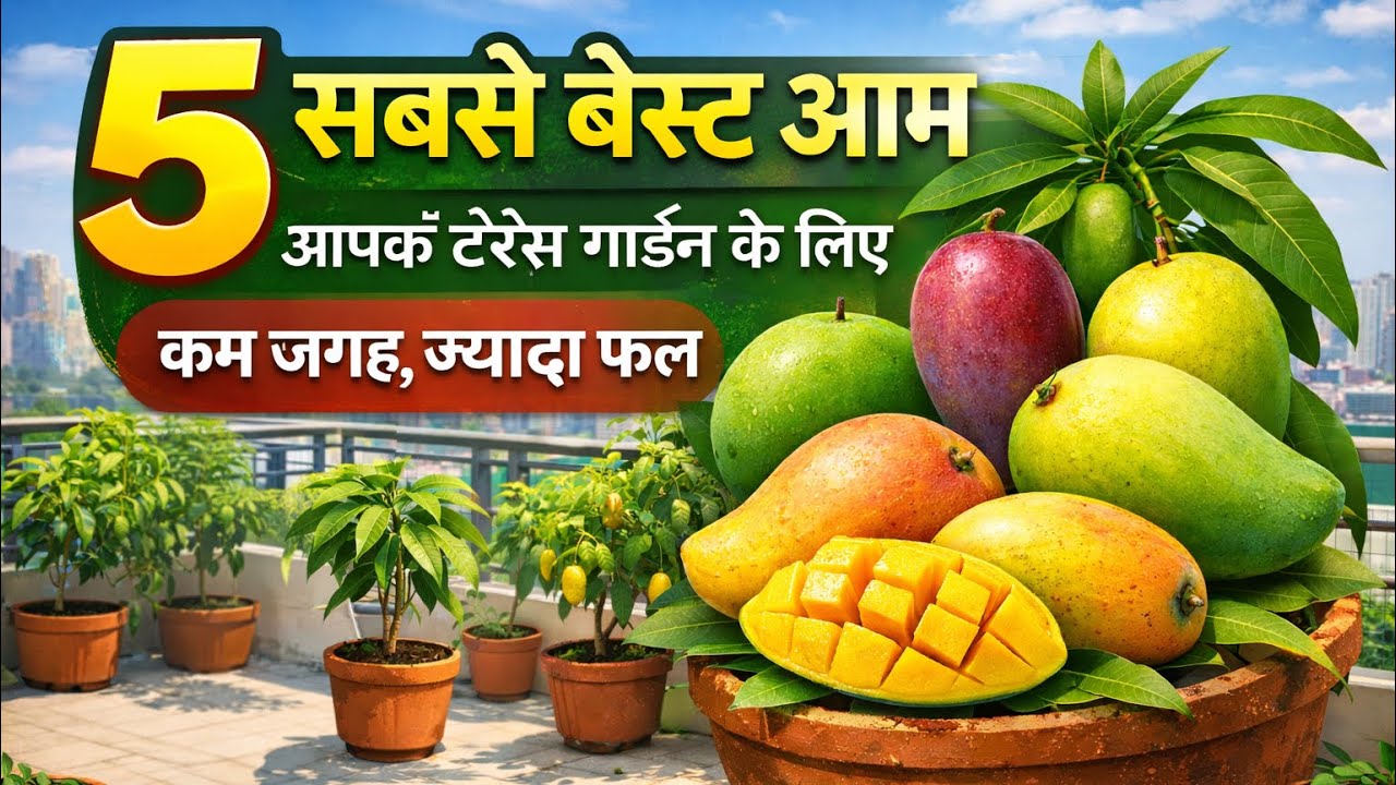 5 Best Mango Varieties for Terrace Garden | Grow Mango in Pots | 5 आम की सबसे आछी वैरायटी 