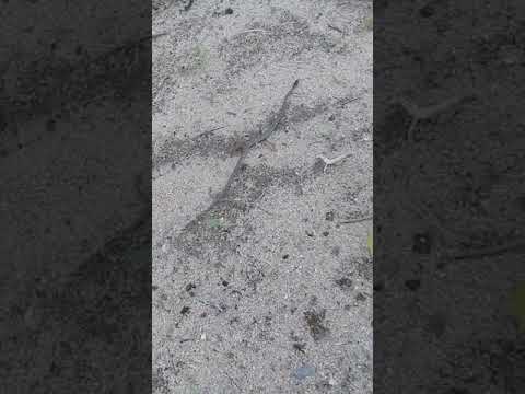 Um filhote de corre campo e conhecida assim aq na região