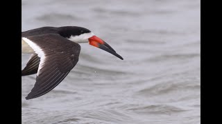 Magnificent Birds of the Atlantic Coast