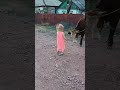 Бесстрашная, со всеми знакомится😃😆🙃#чудо-девочка