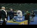 Worlds largest dog show  wacky tv  full episode