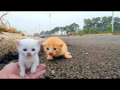 The kittens are meowing by the park. They are so cute now that they've been rescued,