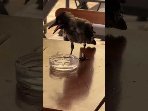 Genç karga Bodrum da, Kafe ve restoranlara giderek su içti, karnını doyurdu