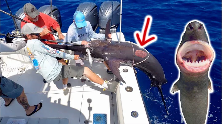 CookieCutter Shark attacked Massive ⚔️ Swordfish ⚔️ Catch and Cook