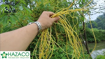 Bài thuốc giúp liền xương rất nhanh, ai cũng cần ghi nhớ | THAODUOC.NET