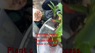 Cannes lily clone success!