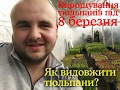 Як зробити тюльпан вищим? Як оптимально розмістити тюльпани ящиками в теплиці?