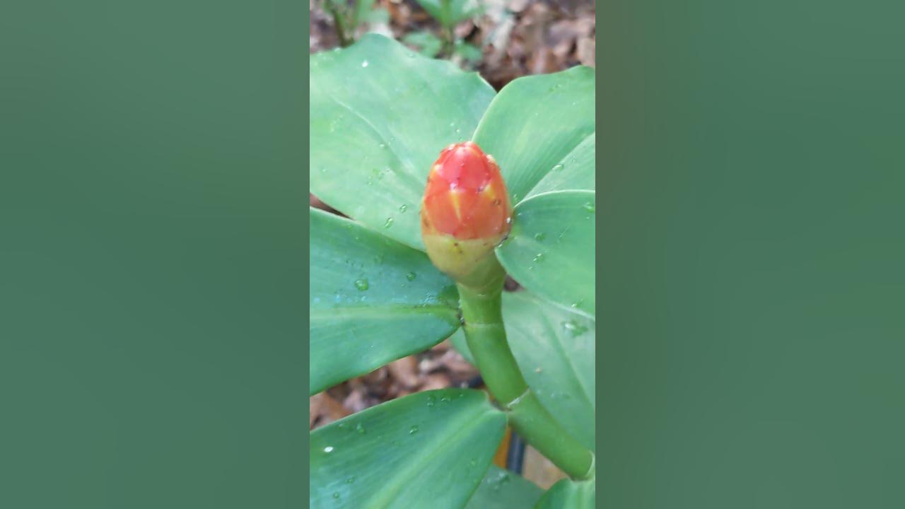 Shell Ginger in Bloom! YouTube