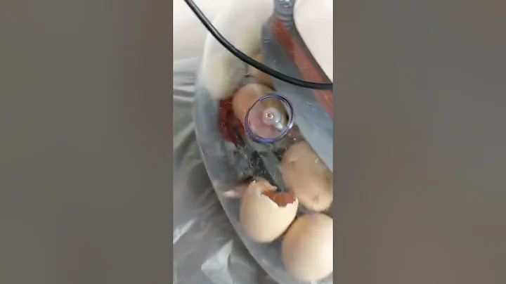 Dominic's chick hatching