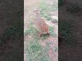 Gray Partridge Ki Open Field Calling | Desi Teetar#graypartridge #desiteetar #fields #birdsounds
