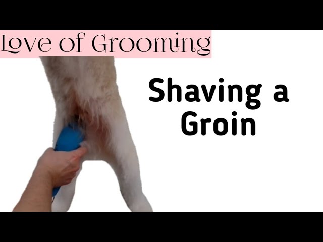 groin groomer