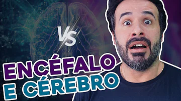 Quais são as divisões do encéfalo?