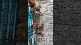 Monkey Playing With Friends 😂 | Baby Monkeys Having Fun