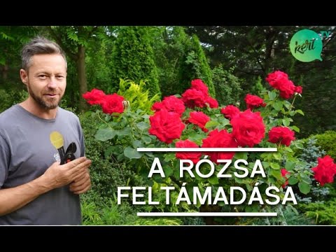 Videó: Nyári Rózsaápolás