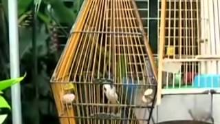 Sold - Bwc4000 - Keke Pump Beewing Left Bird