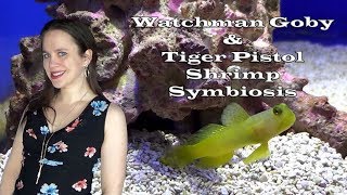 Watchman Goby & Tiger Pistol Shrimp Symbiosis