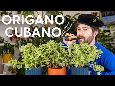 Video: Cura delle piante di origano messicano - Come coltivare piante di origano messicano