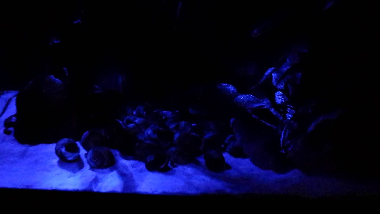 Plafoniere Led Per Acquari Marini Cinesi : Plafoniera led acquario 【 animali ottobre 】 clasf