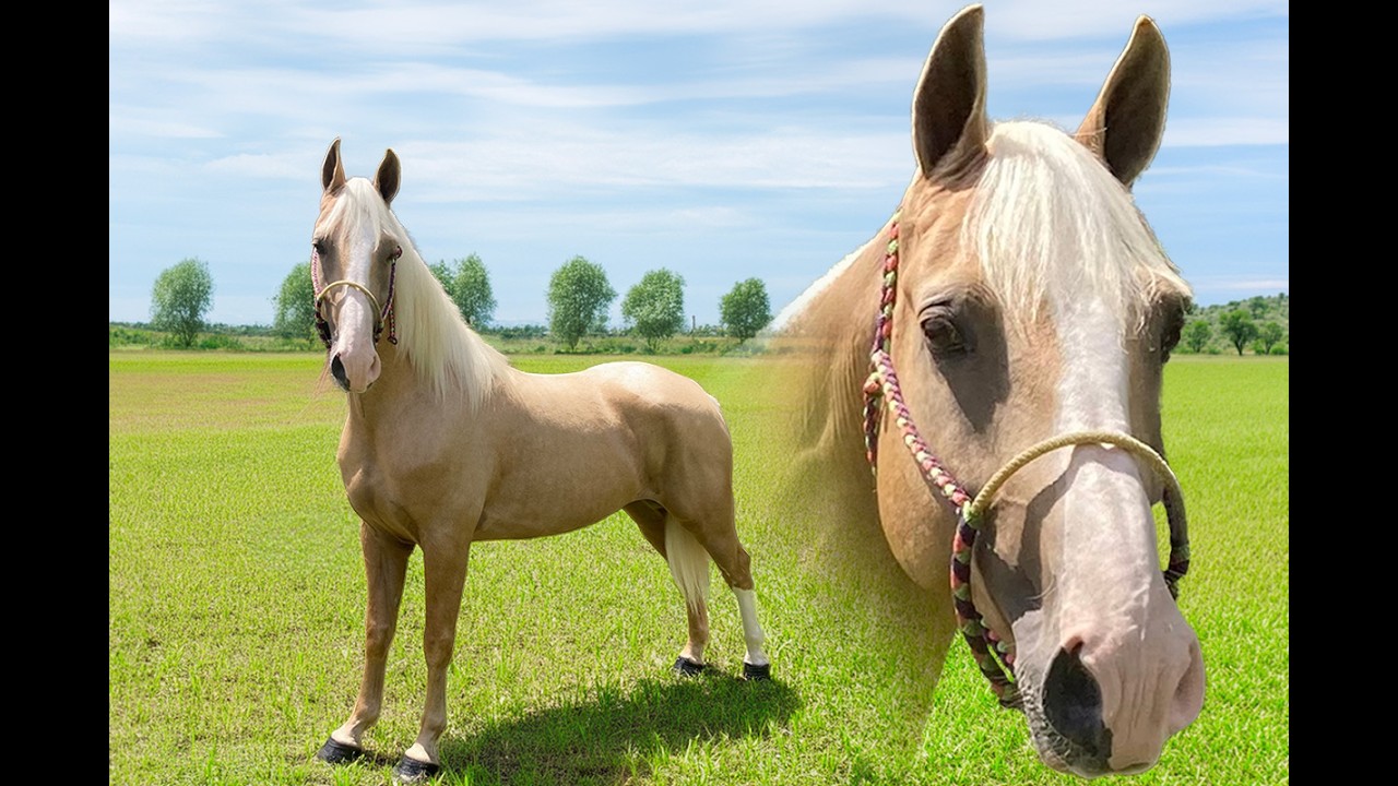 Legend | Thehorsebay.com