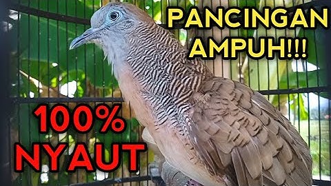 PERKUTUT BANGKOK GACOR SUARA JOS UNTUK PANCINGAN SEMUA PERKUTUT LANGSUNG NYAUT 