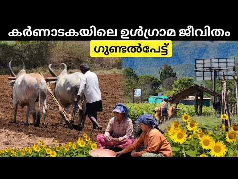 ഇതൊക്കെയാണ് നമ്മൾ കാണാത്ത ഗുണ്ടൽപ്പേട്ടിലെ ഉൾഗ്രാമ കാഴ്ച്ചകൾ | Village Life in Gundlupet