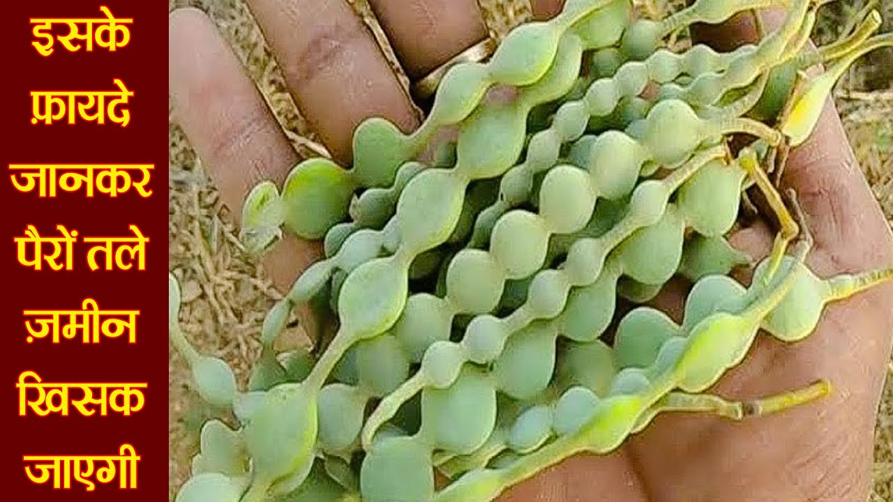 Ayurvedic Benefits of Babool: खज़ाने से भी कीमती हैं बबूल की फली, गोंद से छाल तक सब कुछ R6
