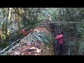 Máfia da Tora G.S | Puxando um Cedro Mara com a Skidder #02
