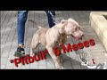 AMERICAN PITBULL TERRIER Mi Pitbull, de 6 meses (hembra), en el parque 📌🇪🇨