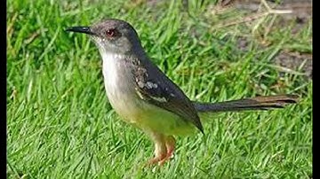 masteran ciblek ngebren plus suara air