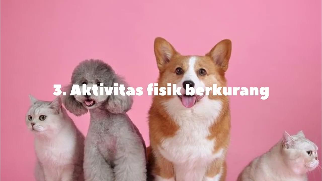 CIRI CIRI ANJING HAMIL YouTube