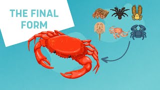 WHY ANIMALS keep EVOLVING into CRABS