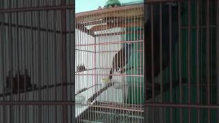 Poksay Medan Betina | shiki_brebes