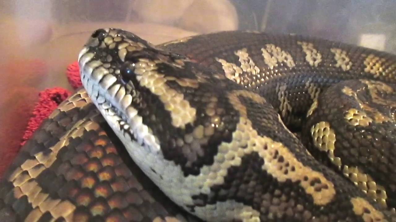 snake oil My Big Pouting Down Hearted Snake :(