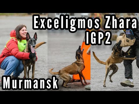 Видео: IGP-2 "Кубок Заполярья" г.Мурманск - малинуа Exceligmos Zhara 3,5 года