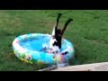 Best of fainting goats 2020  funny compilation  funny pets