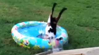 Best of Fainting Goats 2020 - Funny Compilation 😂 [Funny Pets] Resimi