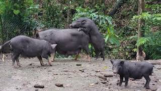 The pigs give birth very quickly, I always take care of them carefully and feed them every day