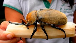 5 САМЫХ БОЛЬШИХ НАСЕКОМЫХ В МИРЕ 5 САМЫХ БОЛЬШИХ НАСЕКОМЫХ В МИРЕ