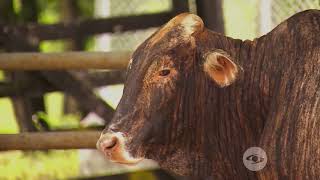 La importancia del toro probador y las condiciones para su reproducción -La Finca de Hoy