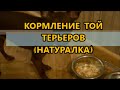 Кормление той терьеров (натуралка)